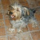 Es un yorkie mas grande de lo comun, pesa 6 kilos el chanchi, pero es lo mas hermoso que me paso en la vida, es un dulce total y re sociable con todos los animales